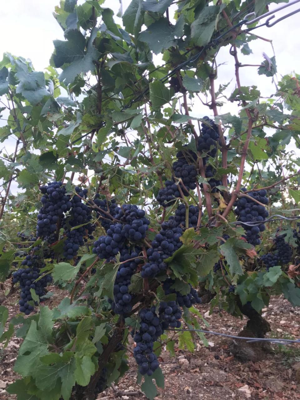 Pivoine Chambre D Hotes Fralignes Zewnętrze zdjęcie